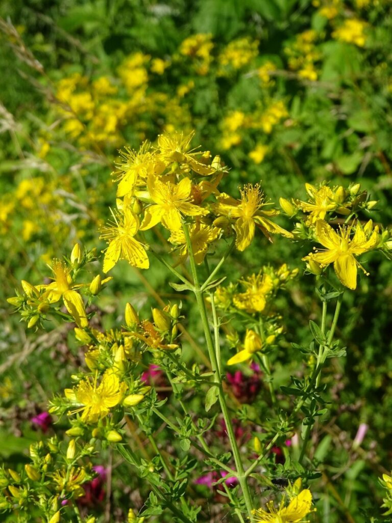 st john's wort, hypericum, saint jean, hypericaceae, flower, yellow, sheets, summer