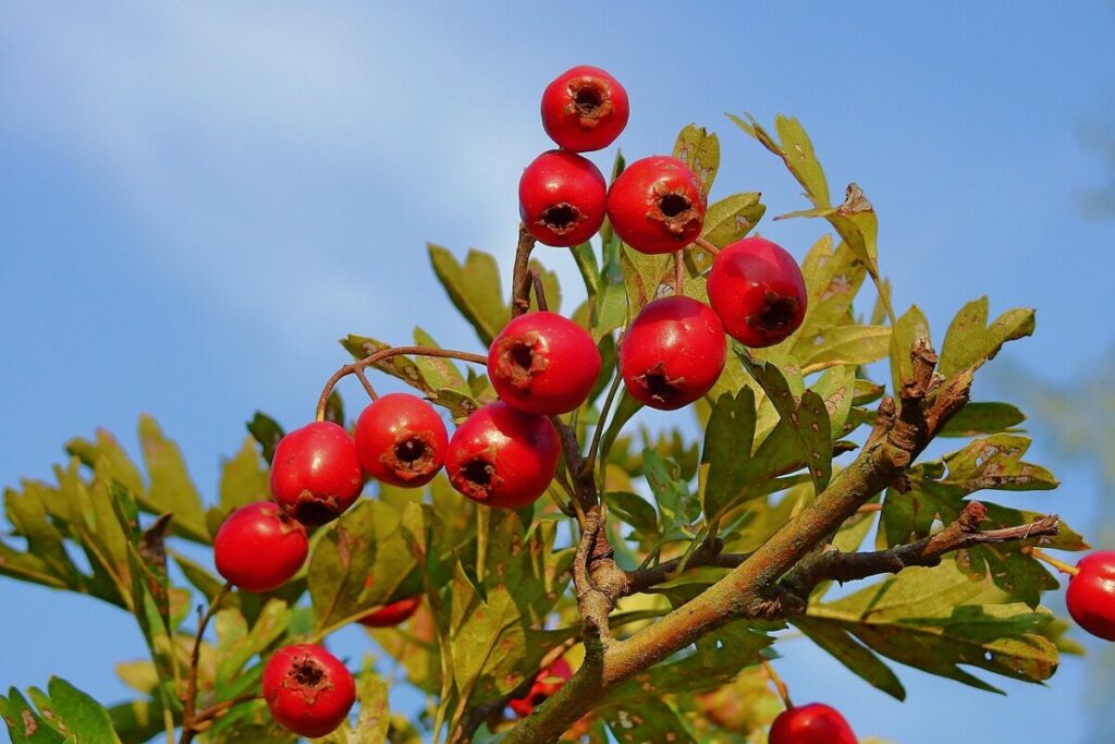 hawthorn, plant, bush, nature, hawthorn, hawthorn, hawthorn, hawthorn, hawthorn