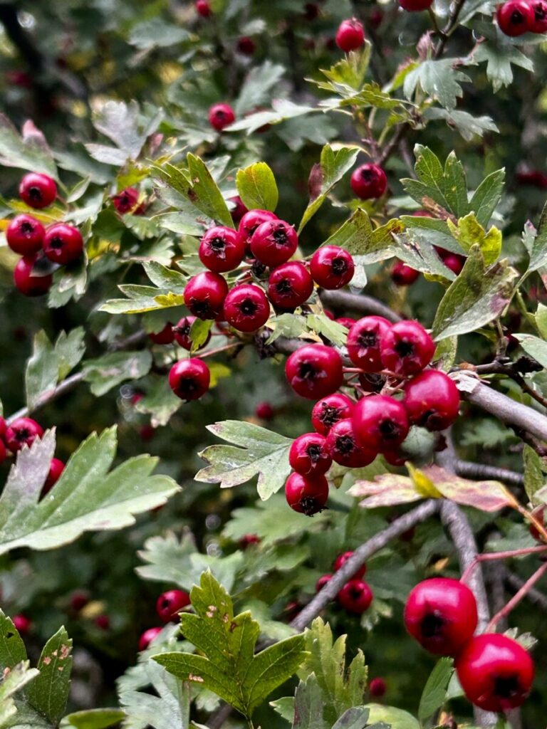 Close-up of red hawthorn berries (Crataegus) in a lush Dresden forest.